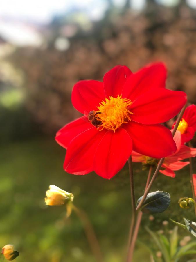 Casa Ilaria Hotell Armeno Eksteriør bilde